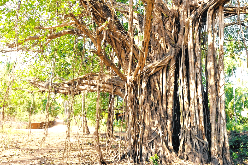 The Sacred Vata Vriksh -  Unveiling its Significance in Hinduism